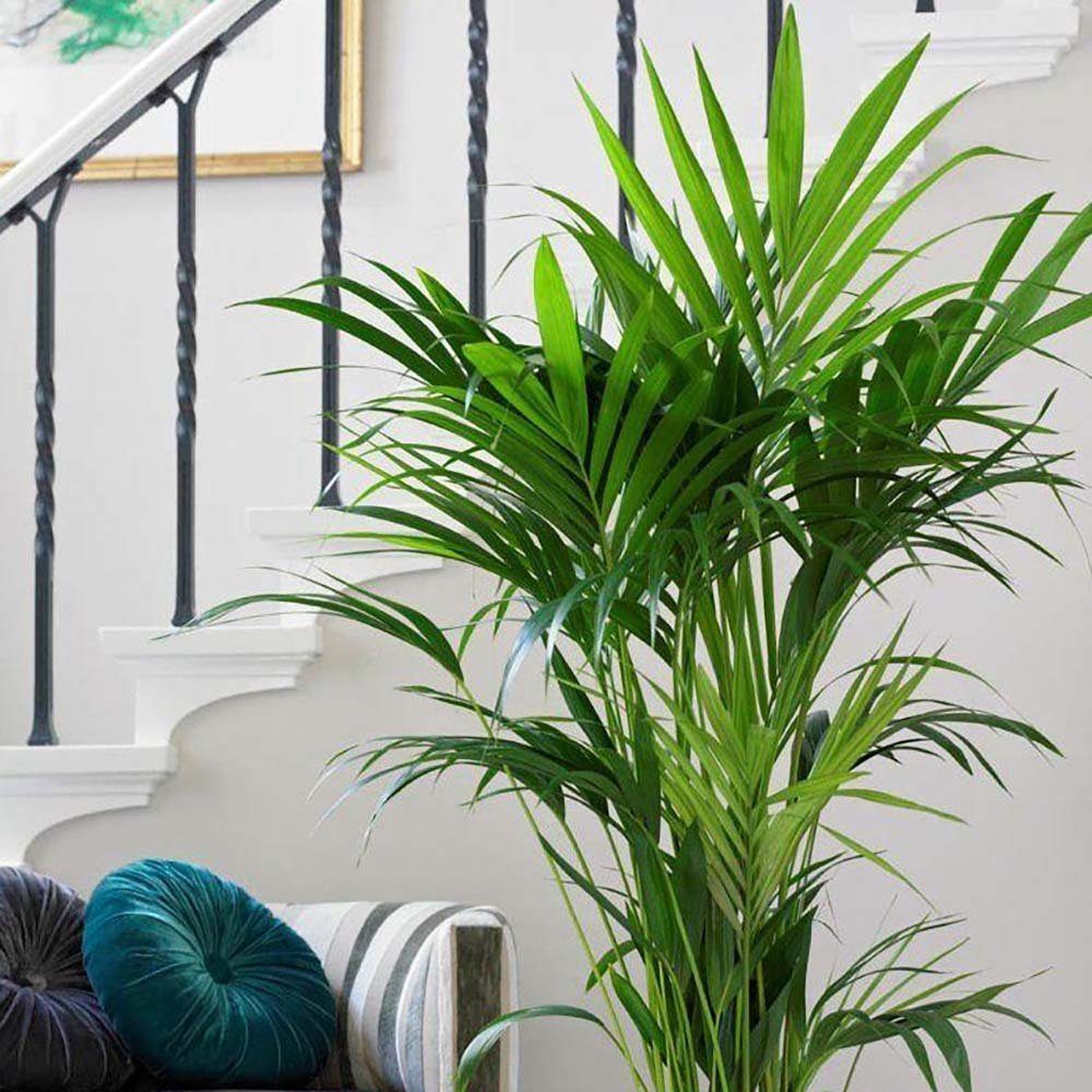 Palmier Kentia (Howea) forsteriana - 260 cm - VERDENA-livrat in ghiveci cu diametru de 30cm si 30 cm inaltime