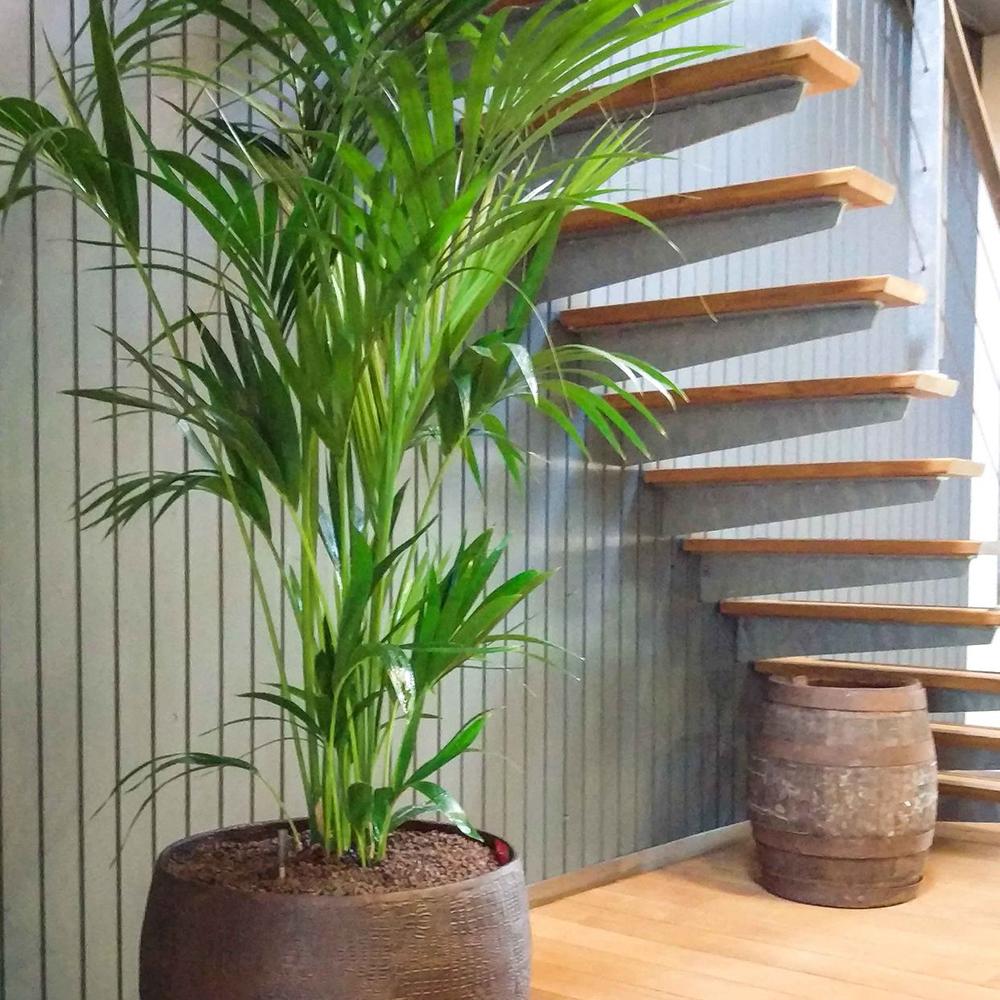 Palmier Kentia (Howea) forsteriana - 260 cm, livrat in ghiveci cu diametru de 30cm si 30 cm inaltime