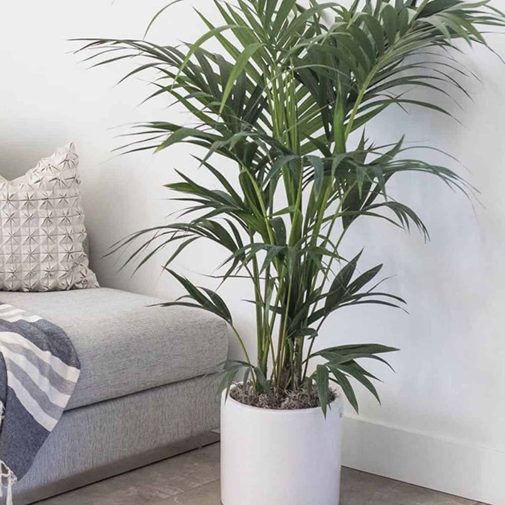 Palmier Kentia (Howea) forsteriana - 260 cm - VERDENA-livrat in ghiveci cu diametru de 30cm si 30 cm inaltime