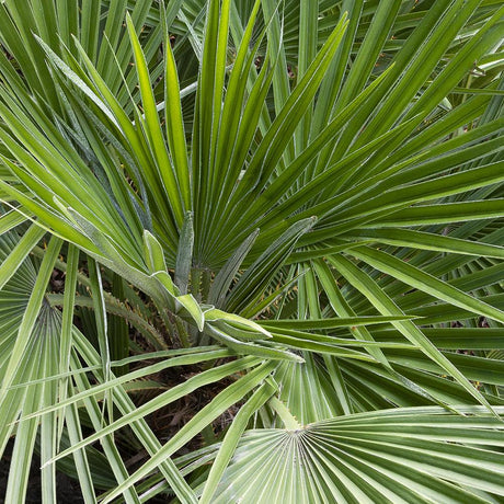 Palmier mediteraneean pitic - 180 cm, livrat in ghiveci cu diametru de 60cm si 48cm inaltime