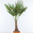 Palmier Morisca Trachycarpus Fortunei (Tulpina 50 cm) - 140 cm - VERDENA-Tulpina de 50 cm inaltime, livrat in ghiveci de 45 l, livrare pe palet