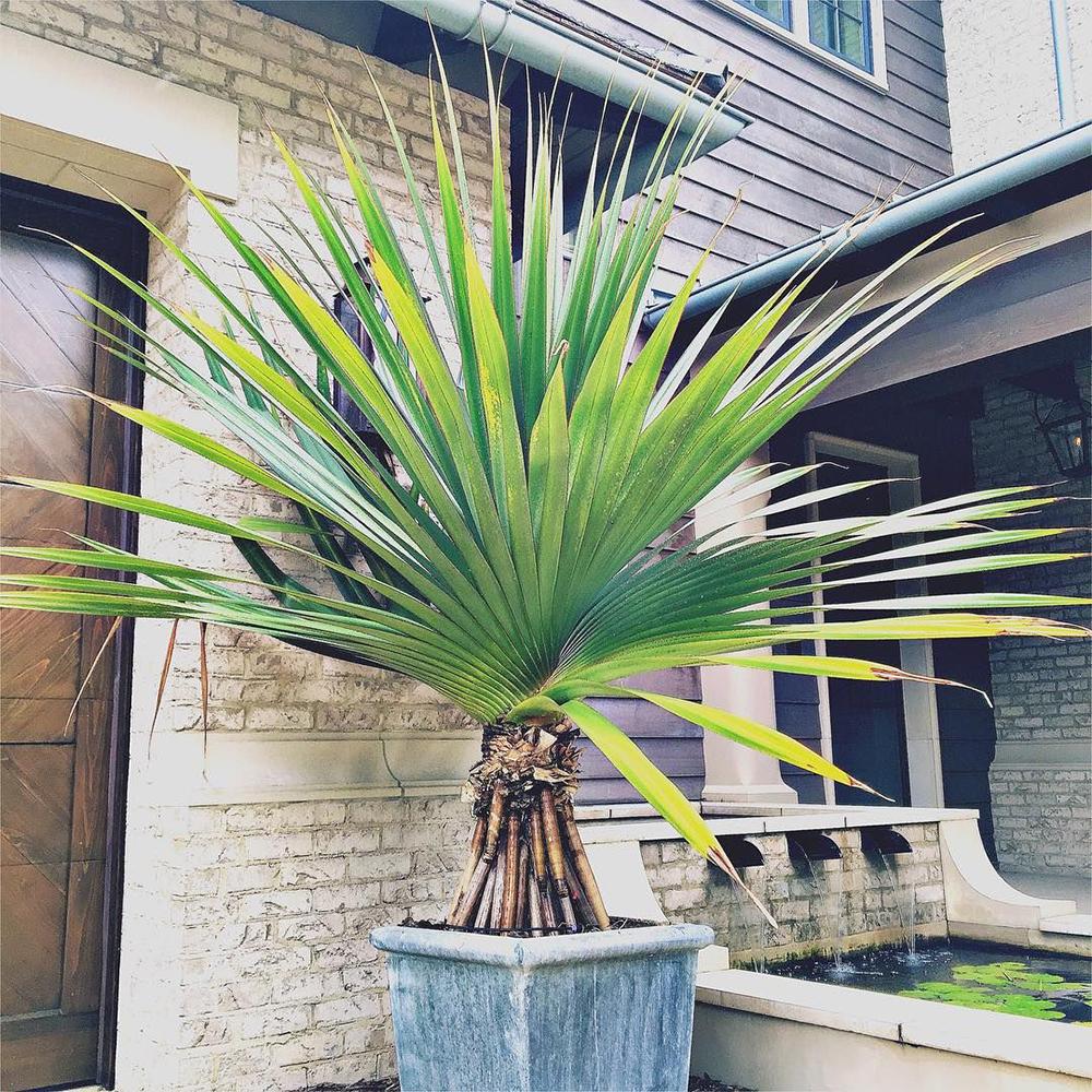 Palmier Pandanus - 250 cm, livrat in ghiveci cu diametru de 70cm si 50cm inaltime