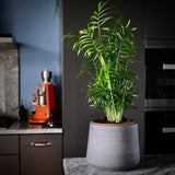 Black Friday - Reduceri Palmier Pitic (Chamaedorea Elegans) - 55 cm Promotie