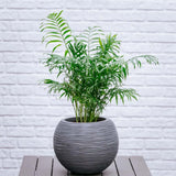 Black Friday - Reduceri Palmier Pitic (Chamaedorea Elegans) - 55 cm Promotie