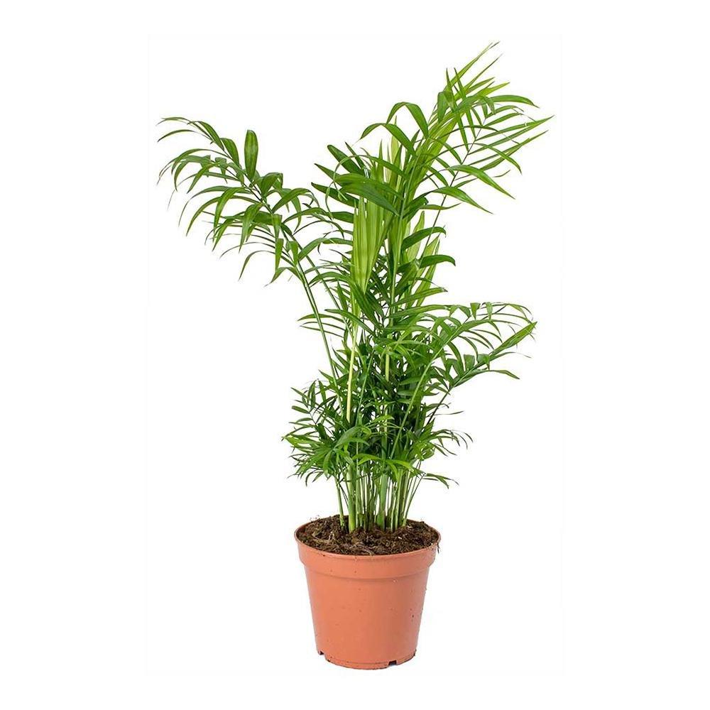 Black Friday - Reduceri Palmier Pitic (Chamaedorea Elegans) - 55 cm Promotie