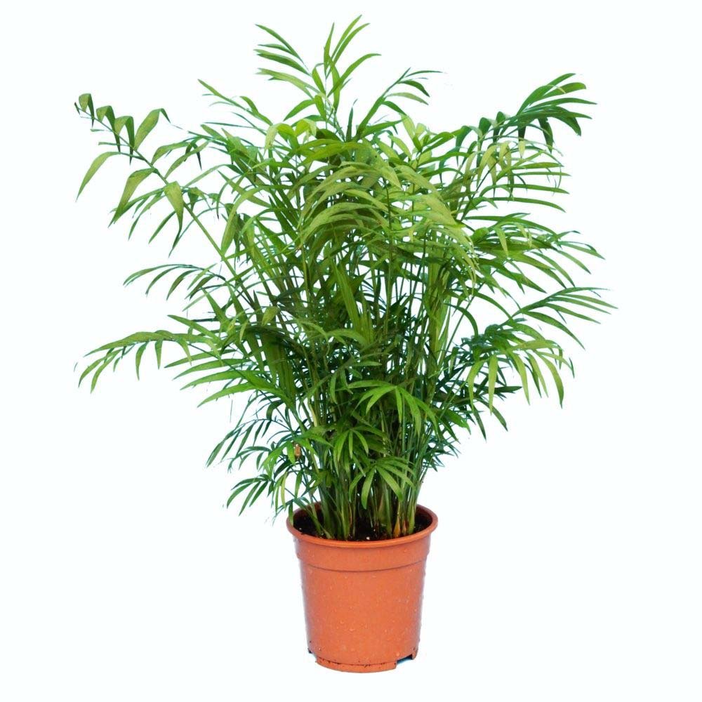 Black Friday - Reduceri Palmier Pitic (Chamaedorea Elegans) - 60 cm Promotie