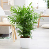 Black Friday - Reduceri Palmier Pitic (Chamaedorea Elegans) - 60 cm Promotie