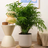 Black Friday - Reduceri Palmier Pitic (Chamaedorea Elegans) - 60 cm Promotie