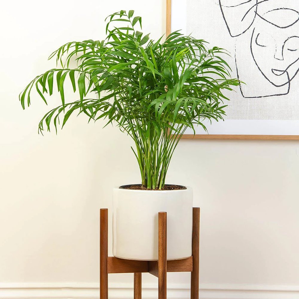 Black Friday - Reduceri Palmier Pitic (Chamaedorea Elegans) - 60 cm Promotie