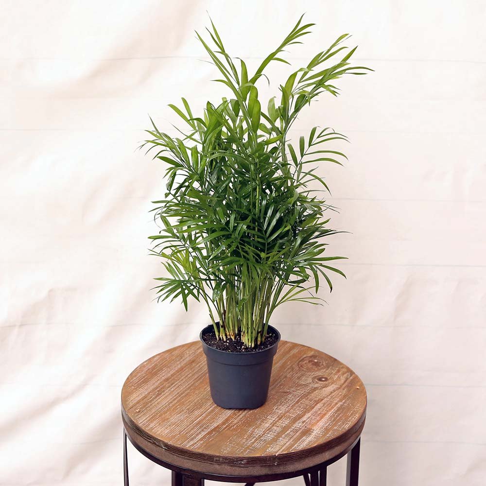 Black Friday - Reduceri Palmier Pitic (Chamaedorea Elegans) - 60 cm Promotie