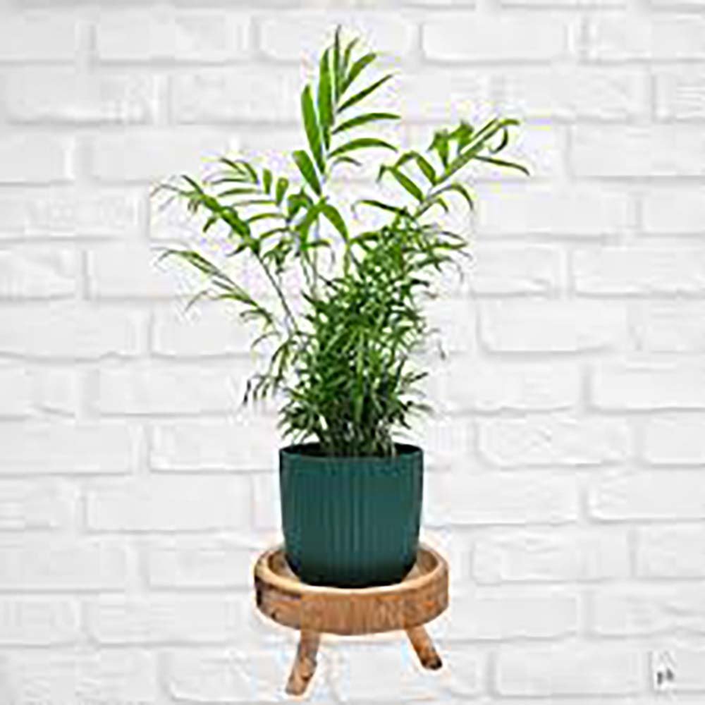 Black Friday - Reduceri Palmier Pitic (Chamaedorea Elegans) - 60 cm Promotie