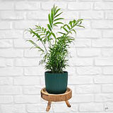 Black Friday - Reduceri Palmier Pitic (Chamaedorea Elegans) - 60 cm Promotie