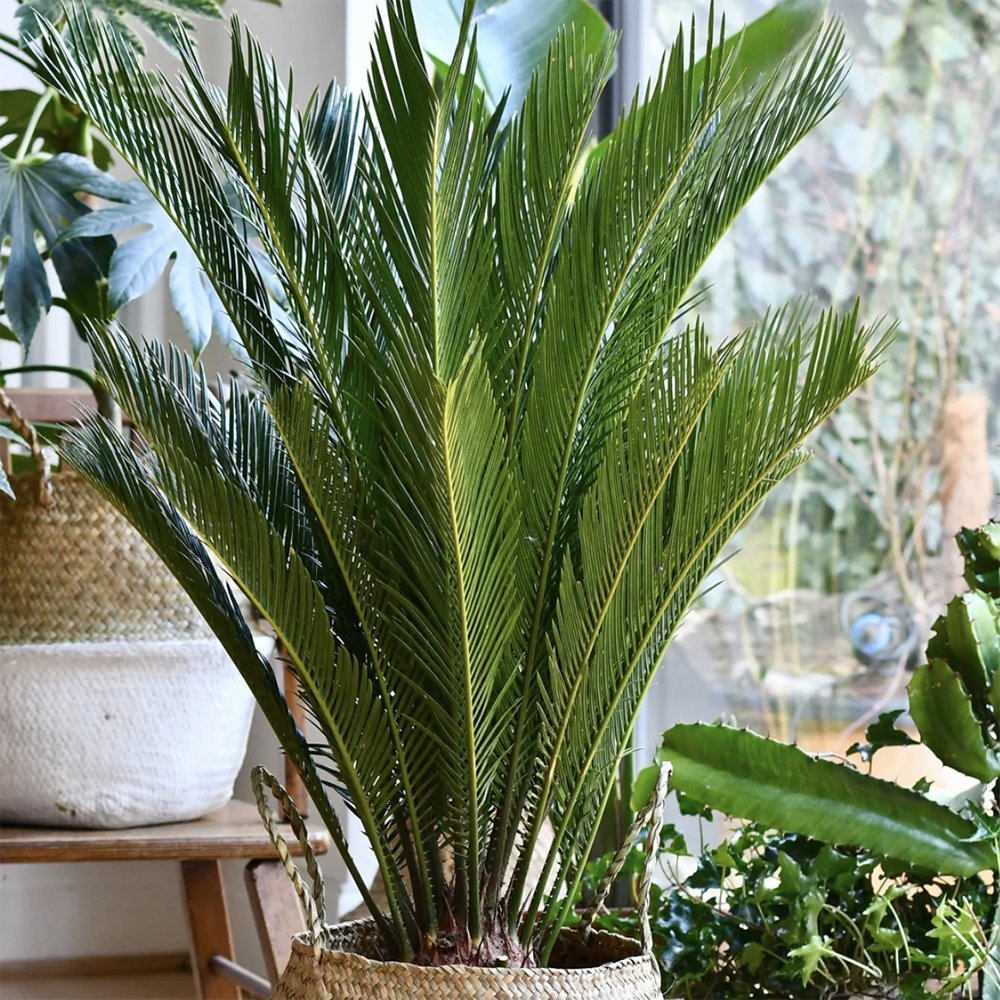 Palmier Sagotier Japonez Cycas Revoluta - 100 cm - VERDENA-100 cm inaltime, livrat in ghiveci de 12.5 l