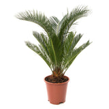 Palmier Sagotier Japonez Cycas Revoluta - 50 cm - VERDENA-50 cm inaltime in ghiveci de 1.5 L