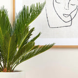 Palmier Sagotier Japonez Cycas Revoluta - 65 cm - VERDENA-60-65 cm inaltime, livrat in ghiveci de 3 l