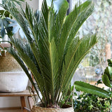 Palmier Sagotier Japonez Cycas Revoluta - 90 cm - VERDENA-90 cm inaltime, livrat in ghiveci de 9 l