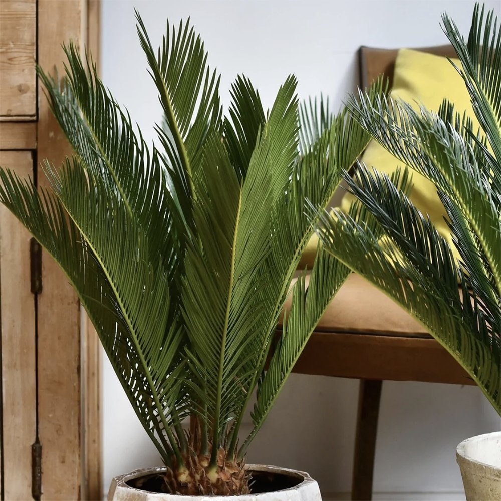 Palmier Sagotier Japonez Cycas Revoluta - 90 cm - VERDENA-90 cm inaltime, livrat in ghiveci de 9 l