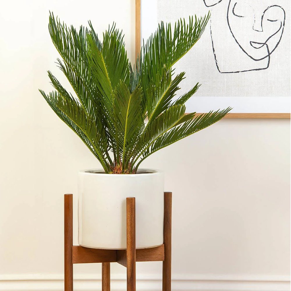 Palmier Sagotier Japonez Cycas Revoluta - 90 cm - VERDENA-90 cm inaltime, livrat in ghiveci de 5 l