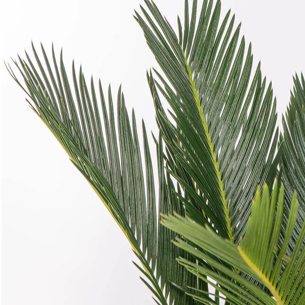 Palmier Sagotier Japonez Cycas Revoluta - 90 cm - VERDENA-90 cm inaltime, livrat in ghiveci de 5 l