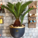 Palmier Sagotier Japonez Cycas Revoluta - 90 cm - VERDENA-90 cm inaltime, livrat in ghiveci de 5 l