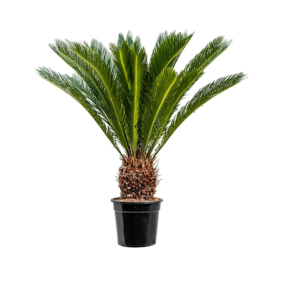 Palmier Sagotier Japonez Cycas Revoluta - 90 cm - VERDENA-90 cm inaltime, livrat in ghiveci de 9 l