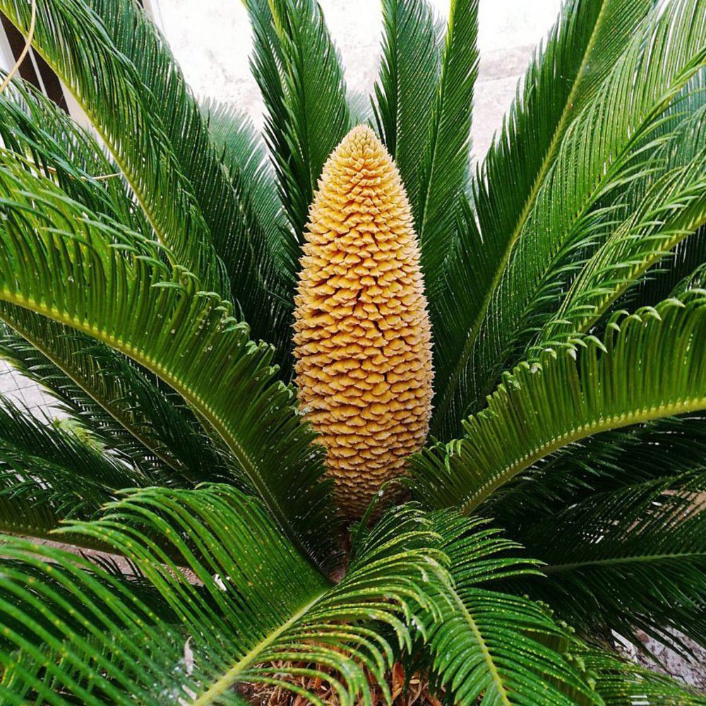 Palmier Sagotier Japonez Cycas Revoluta - 90 cm - VERDENA-90 cm inaltime, livrat in ghiveci de 9 l