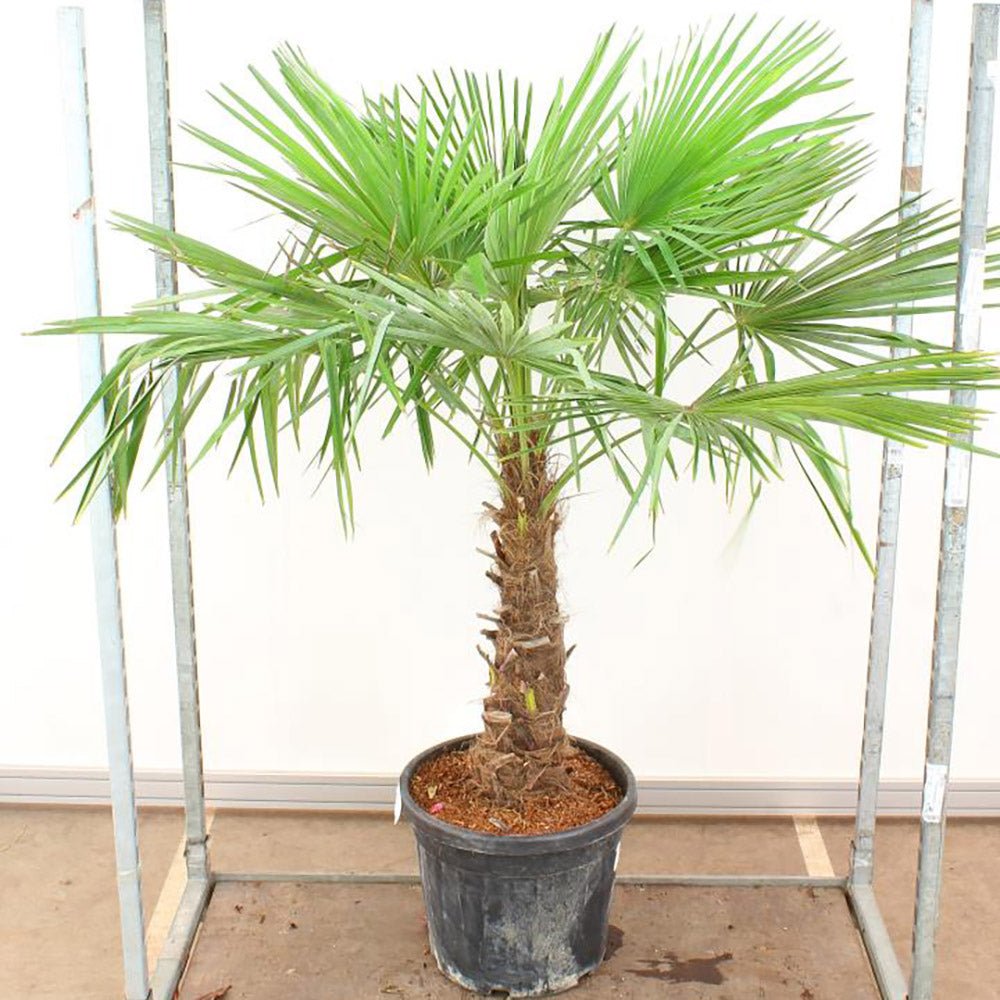 Palmier Trachycarpus fortunei  Arbustes - Meilland Richardier