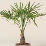 Palmier Trachycarpus fortunei - VERDENA-50-70 cm inaltime livrat in ghiveci de 8 L