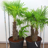 Palmier Trachycarpus fortunei - 80 cm - VERDENA-80 cm inaltime livrat in ghiveci de 90 L