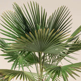 Palmier Trachycarpus fortunei - 80 cm - VERDENA-180 cm inaltime livrat in ghiveci de 90 L