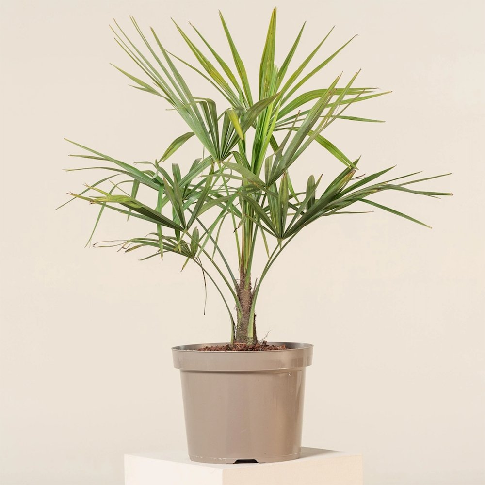 Palmier Trachycarpus fortunei - VERDENA-50-70 cm inaltime livrat in ghiveci de 8 L