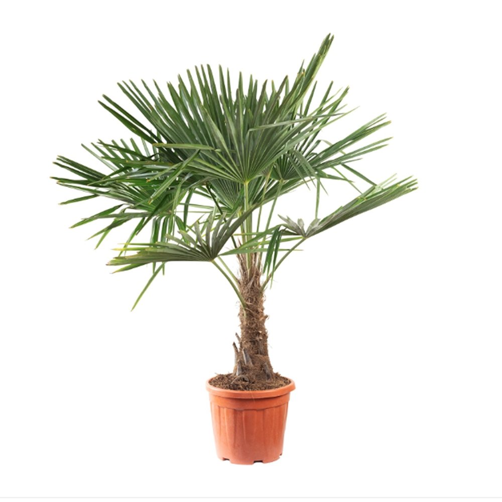 Palmier Trachycarpus Fortunei (Tulpina 30/40 cm) - 120 cm - VERDENA-120 cm inaltime, livrat in ghiveci de 12.5 l
