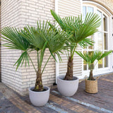 Palmier Trachycarpus Fortunei - Tulpina 50 cm - VERDENA-Tulpina de 50 cm inaltime, livrat in ghiveci de 45 l