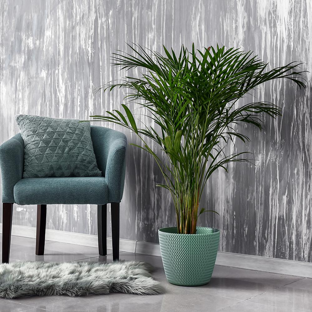 Black Friday - Reduceri Palmier Areca Dypsis Lutescens - 90 cm Promotie