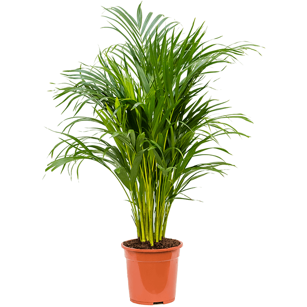 Palmier Trestie de Aur (Areca Dypsis), 90 cm la livrare, in ghiveci de Ø  21 cm