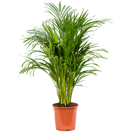 Black Friday - Reduceri Palmier Areca Dypsis Lutescens - 90 cm Promotie