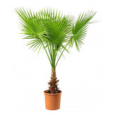 Palmier Washingtonia Robusta - 100 cm - VERDENA-livrat in ghiveci cu diametru de 30cm si 28cm inaltime