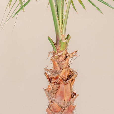 Palmier Washingtonia Robusta - VERDENA-180 cm inaltime, livrat in ghiveci de 30 l