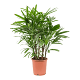 Palmierul doamnei (Rhapsis Excelsa), 100 cm la livrare, in ghiveci de Ø  24 cm