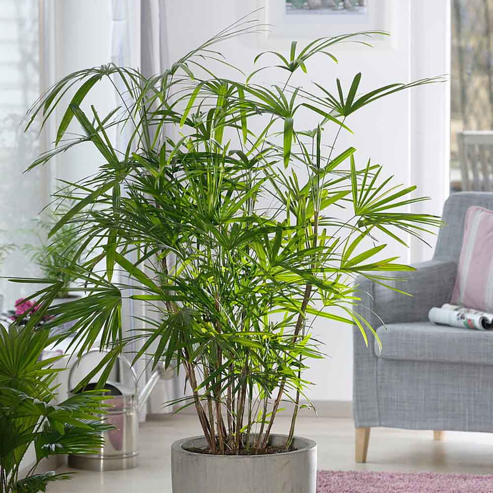 Palmierul doamnei (Rhapsis Excelsa) - 100 cm - VERDENA-100 cm la livrare, in ghiveci de Ø 24 cm