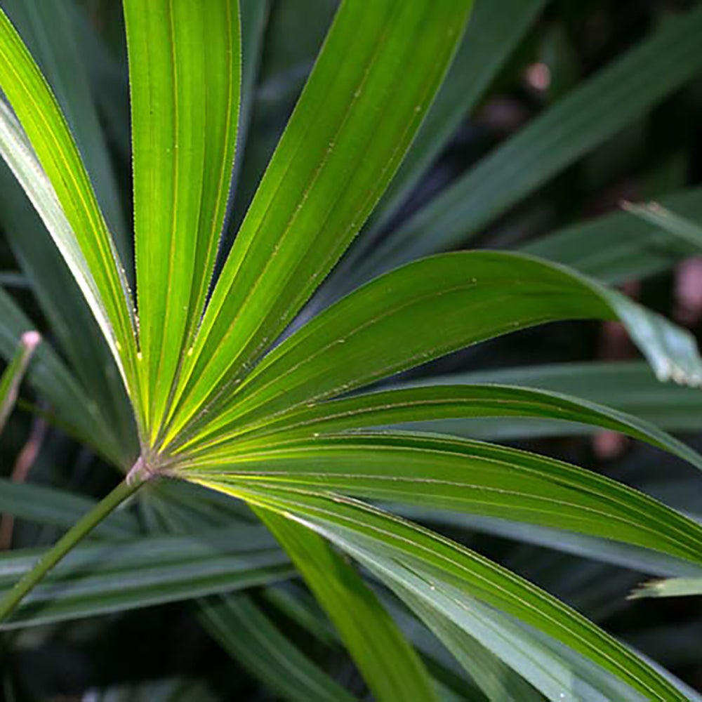 Palmierul doamnei (Rhapsis Excelsa) - 260 cm - VERDENA-260 cm la livrare in ghiveci de Ø 40 cm