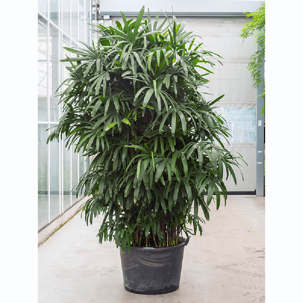 Palmierul doamnei (Rhapsis Excelsa) - 325 cm - VERDENA-325 cm la livrare in ghiveci de Ø 55 cm
