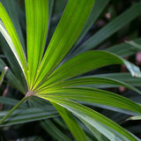 Palmierul doamnei (Rhapsis Excelsa) - 350 cm - VERDENA-350 cm la livrare in ghiveci de Ø 51 cm
