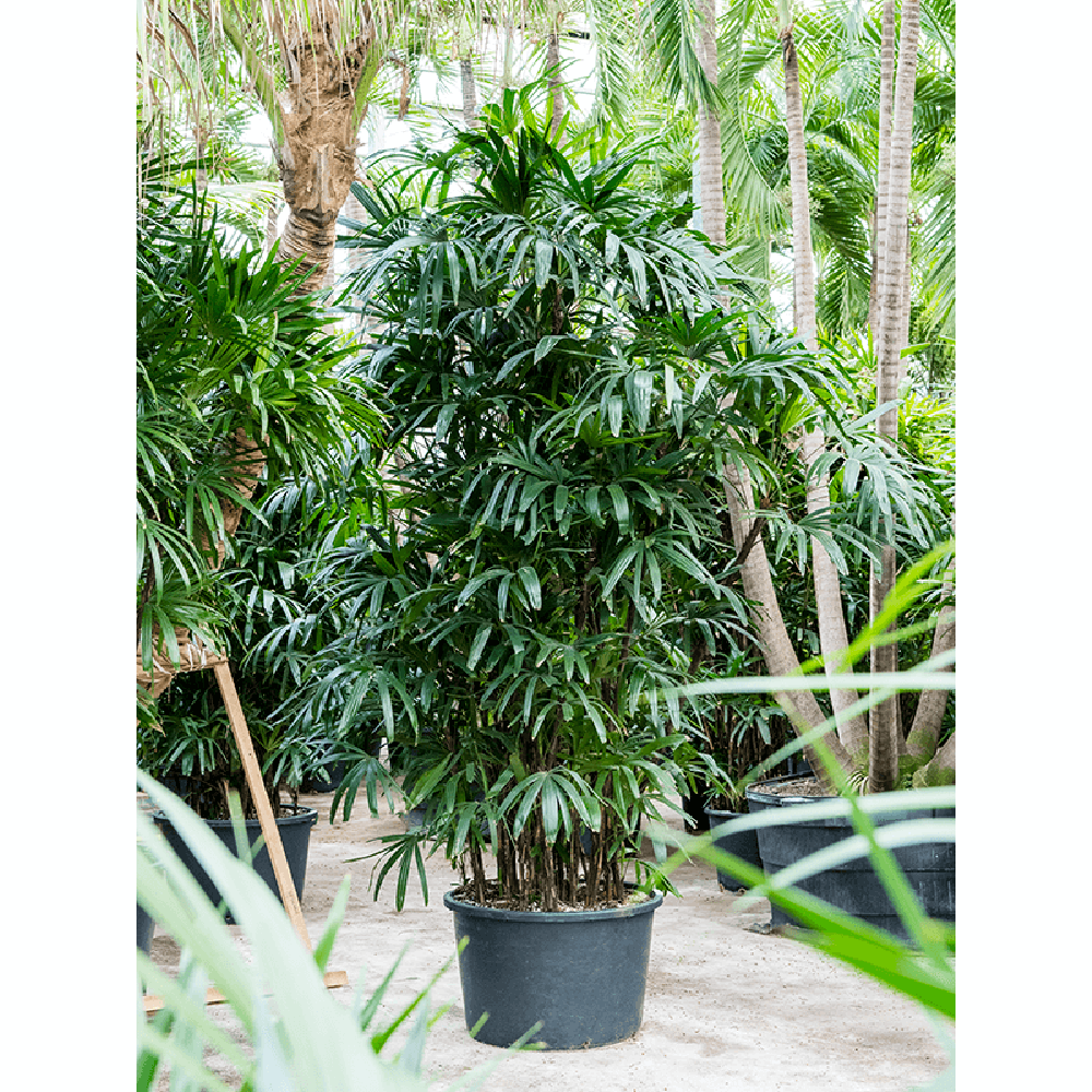 Palmierul doamnei (Rhapsis Excelsa) - 350 cm - VERDENA-350 cm la livrare in ghiveci de Ø 51 cm