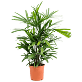 Palmierul doamnei (Rhapsis Excelsa), 90 cm la livrare, in ghiveci de Ø  21 cm
