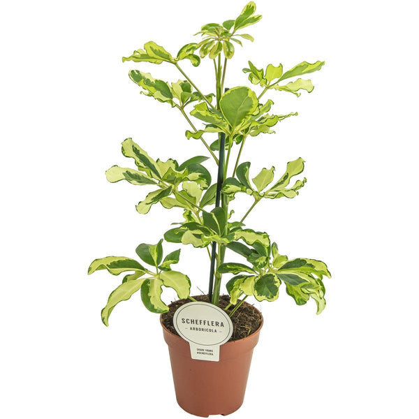Palmierul umbrela (Schefflera) Charlotte, 40 cm la livrare, in ghiveci Ø 13 cm
