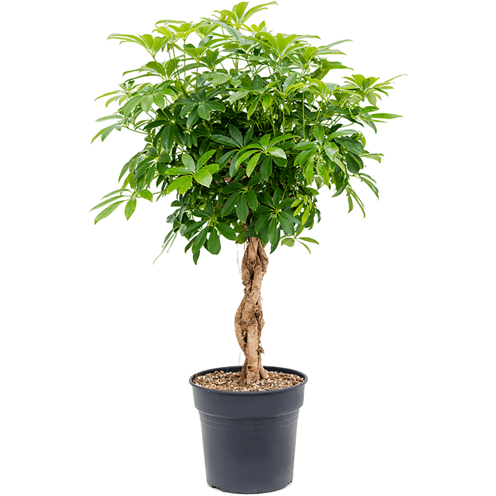 Palmierul umbrela (Schefflera) Compacta - 125 cm - VERDENA-125 cm la livrare, in ghiveci cu Ø de 27 cm