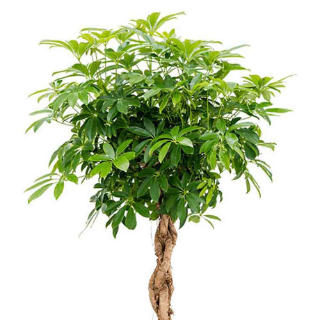 Black Friday - Reduceri Palmierul Umbrela (Schefflera) Compacta - 130 cm Promotie