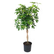 Palmierul Umbrela (Schefflera) Gold Capella - 120 cm - VERDENA-120 cm inaltime, livrat in ghiveci de 9 l