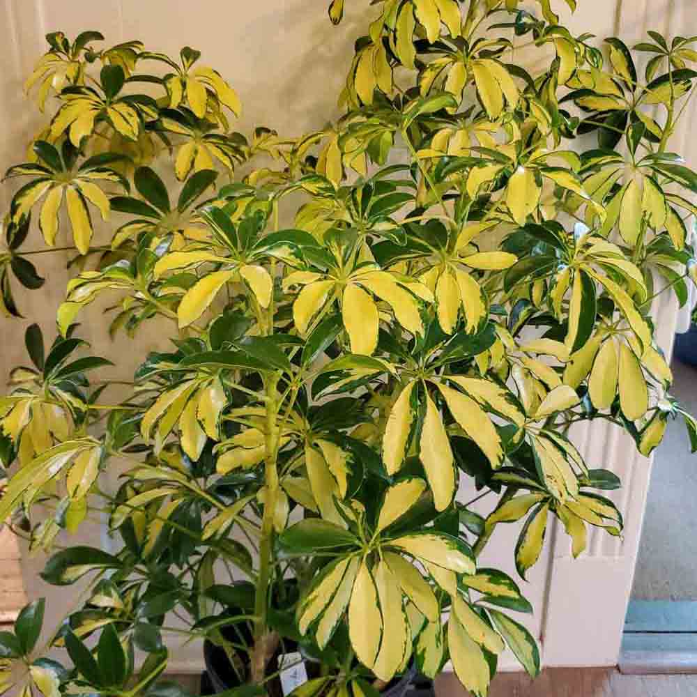 Palmierul umbrela (Schefflera) Trinette - 130 cm - VERDENA-130 cm inaltime livrat in ghiveci de 13 L